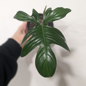 Reverted Philodendron Pedatum