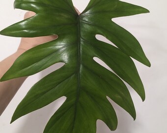 Philodendron Mayoi