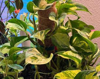 Rare Highly Variegated Manjula Pothos, Epipremnum aureum variegated, Rooted Cutting