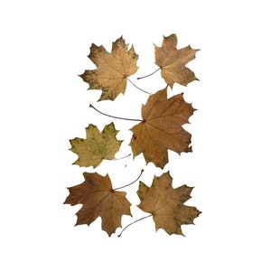 Maple Fall XL 6 leaves