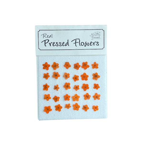 Forget-Me-Nots Singles Orange Shades (DYED) 30 Flowers