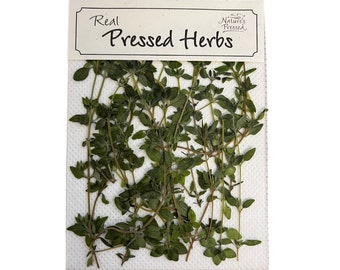 Lemon Thyme (Edible) 20 Herbs