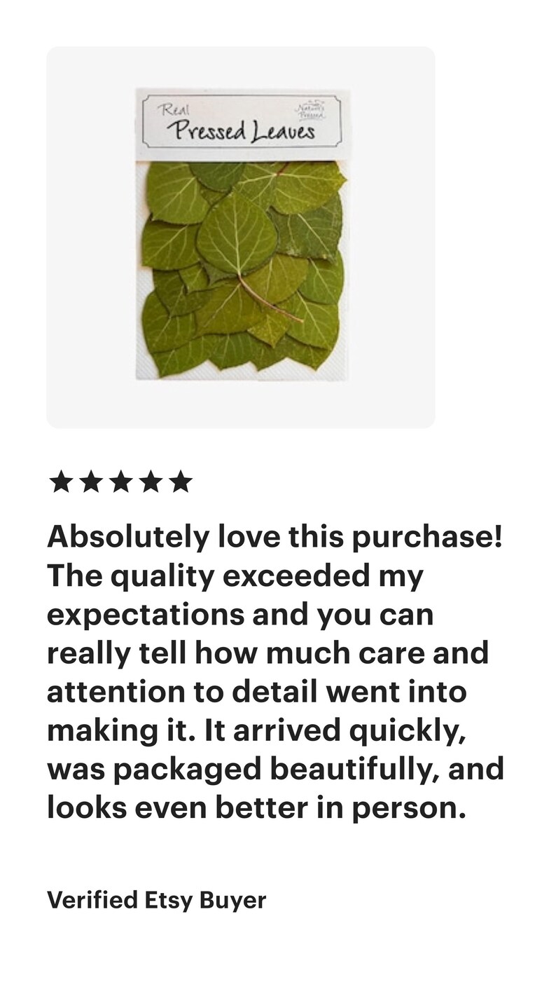 Hojas de álamo verde prensadas – 20 hojas secas reales para manualidades, resina y joyería. imagen 4