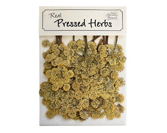 Yarrow 20 Pieces