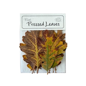 Pressed Oak Fall Sm 20 Leaves
