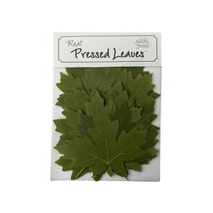 Maple Green Small 20 Leaves