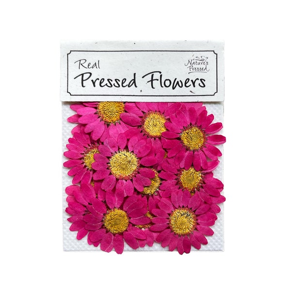 Daisy Hot Pink 20 Flowers