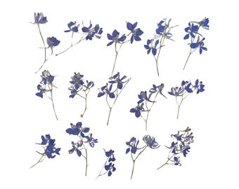 Pressed Blue Purple Wildflower Stalks, Resin Art Botanical Craft Supplies. 15 Pieces