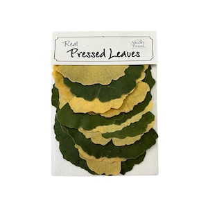 May include: A stack of real pressed leaves, mostly green with some yellow, arranged in a fan shape. The leaves are labeled "Real Pressed Leaves" on a white card.