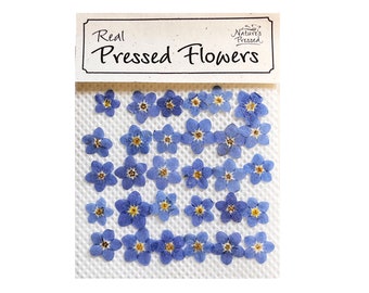 Può includere: Un foglio di fiori di nontiscordardime pressati. I fiori sono di colore azzurro chiaro con centri gialli. Il foglio è etichettato "Real Pressed Flowers" con un piccolo logo che dice "Nature's Pressed".