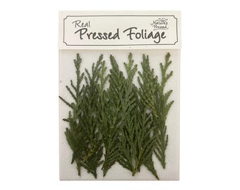 Pressed Cedar Small (Port Orford Variety) 25 Pieces