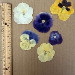 Mix di fiori pressati commestibili - Assortimento di viole del pensiero per arte con resina, pasticceria, torte, scrapbooking (16 fiori) immagine 3