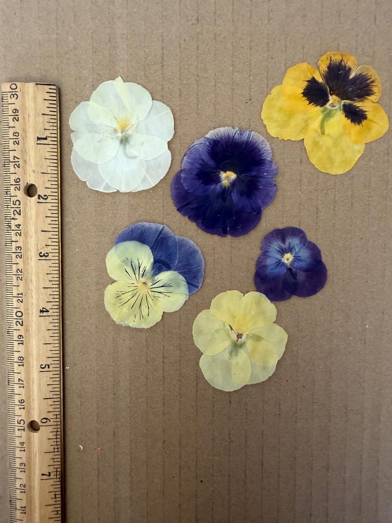 Mix di fiori pressati commestibili - Assortimento di viole del pensiero per arte con resina, pasticceria, torte, scrapbooking (16 fiori) immagine 3