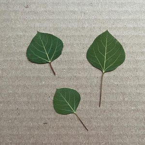 Puede incluir: Tres hojas verdes con venas sobre un fondo marr&oacute;n.