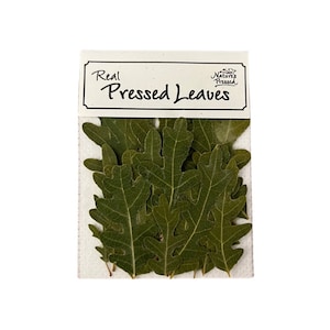 May include: A pack of real pressed leaves, containing several green oak leaves. The leaves are displayed in a clear plastic sleeve with a white label that reads "Real Pressed Leaves" and "Nature's Pressed".
