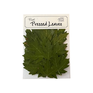 Maple Green Assorted 16 Leaves