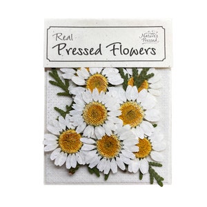 May include: A package of real pressed flowers, featuring a bouquet of white daisies with yellow centers. The package is labeled "Real Pressed Flowers" and "Nature's Pressed".