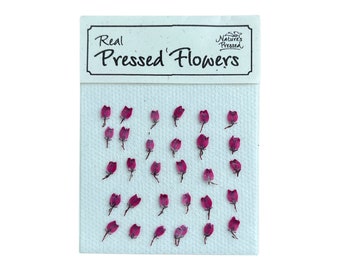 Pressed Tiny Heather Buds for Nail Art, Resin, Crafts - 100 Flowers
