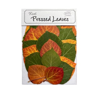 May include: A package of real pressed leaves, featuring a variety of colors and shapes, including green, orange, and red. The package is labeled "Real Pressed Leaves" with a small logo that says "Nature's Pressed".