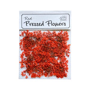 Encaje de la Reina Ana prensado – Flores teñidas de naranja para resina, decoración de uñas, scrapbooking, 25 piezas