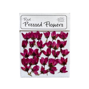 May include: A sheet of white paper with a variety of pressed pink flowers. The paper has the text "Real Pressed Flowers" printed on it.