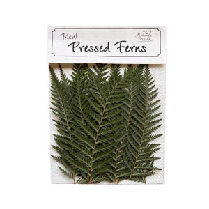 May include: A package of real pressed ferns. The ferns are a deep green color and have a delicate, feathery appearance. The package has a white label with the words "Real Pressed Ferns" printed on it.