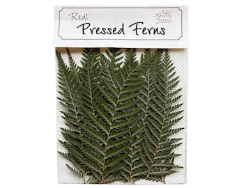 Feather Fern 100 Count