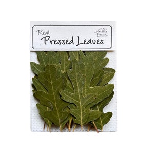 May include: A package of real pressed leaves, featuring several green oak leaves. The leaves are arranged on a white background and are labeled with the text "Real Pressed Leaves" and "Nature's Pressed".