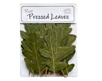 Pressed Oak Green Small 20 Leaves