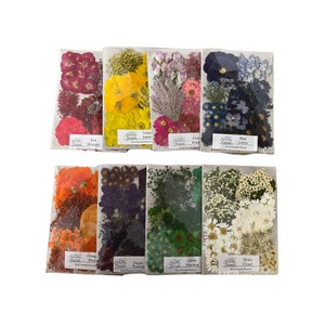 Carousel of Colors. 8 Mega Packs of 100 Flowers each (Flowers vary)