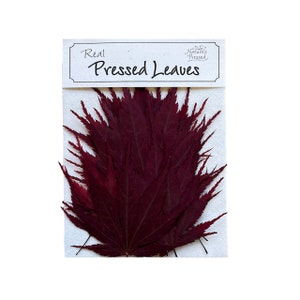 May include: A package of real pressed leaves. The leaves are a deep burgundy red color and are arranged in a fan shape. The package is labeled "Real Pressed Leaves".