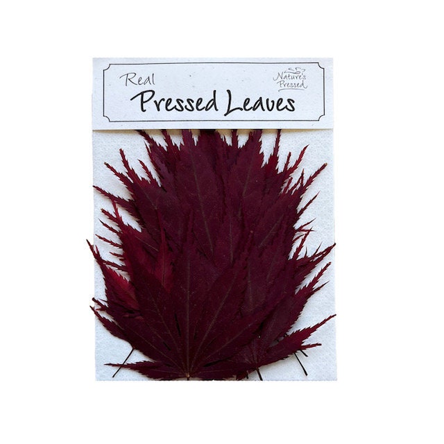 Japanese Fall Maple Leaves 100 Assorted Sizes