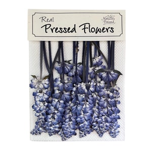 Salvia prensada en tonos azules para arte con resina, manualidades y scrapbooking. 18 flores.