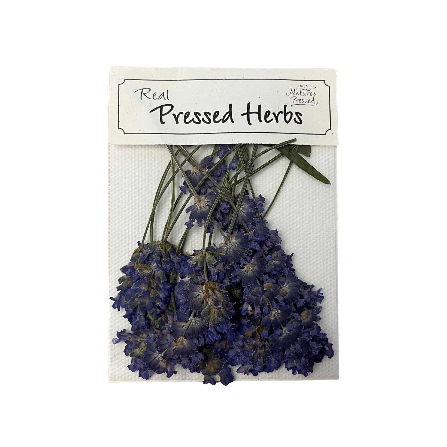 Lavender Flowering (Edible) 18 Pieces