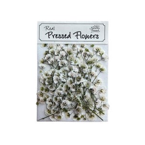 May include: A package of real pressed flowers, featuring delicate white blooms with hints of green. The flowers are arranged on a white background, with a label at the top that reads "Real Pressed Flowers" and "Nature's Pressed".