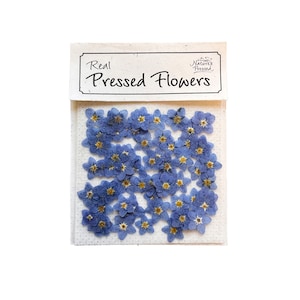 Forget-Me-Nots Singles Blue Shades (Natural) - 100 Flowers