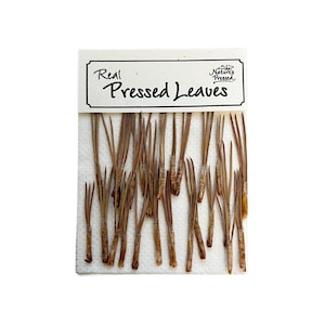 May include: A package of real pressed pine needles. The package is white with brown text that reads "Real Pressed Leaves".