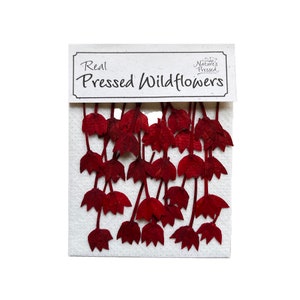 May include: A package of real pressed wildflowers. The package has a white background with a label that reads "Real Pressed Wildflowers" and "Nature's Pressed". The wildflowers are a deep red color and are arranged in a cascading pattern.