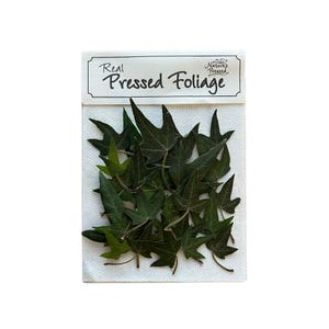 May include: A package of real pressed foliage, labeled "Real Pressed Foliage" with a small logo that says "Nature's Pressed". The package contains a variety of green leaves.