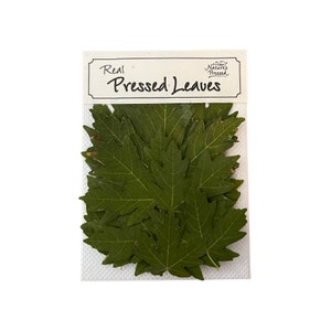 Maple Green Assorted 100 Leaves