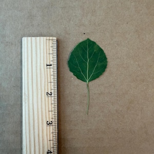 Hojas de álamo verde prensadas – 20 hojas secas reales para manualidades, resina y joyería. imagen 3
