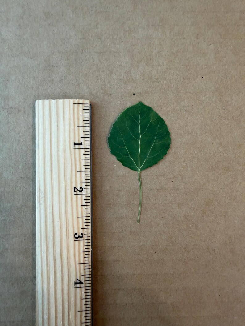 Hojas de álamo verde prensadas – 20 hojas secas reales para manualidades, resina y joyería. imagen 3
