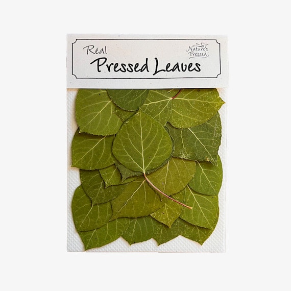 Pressed Green Aspen Leaves – 20 Real Dried Leaves for Crafts, Resin, Jewelry