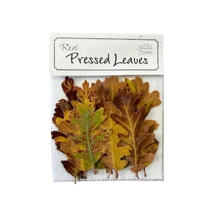 Pressed Oak Fall X-SM 24 Leaves