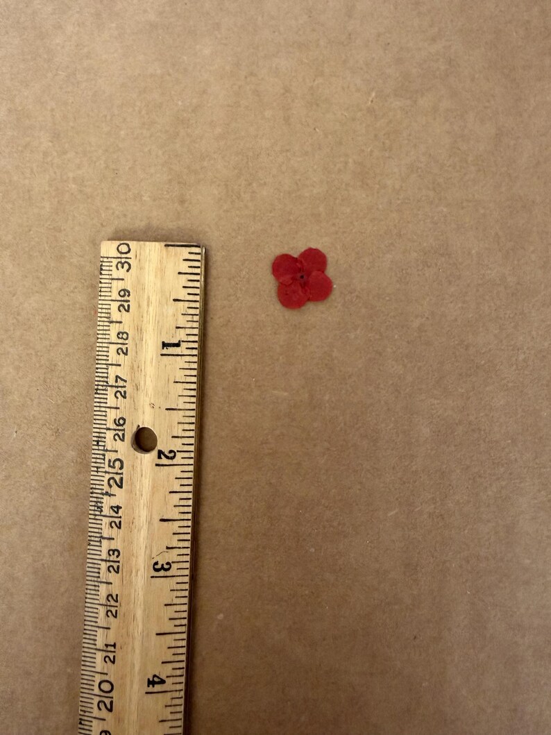 Hawaiian Star 25 Flowers image 3