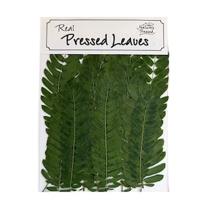 May include: A package of real pressed leaves, labeled "Real Pressed Leaves" with a small logo that says "Nature's Pressed". The leaves are a dark green color and are arranged in a vertical pattern.