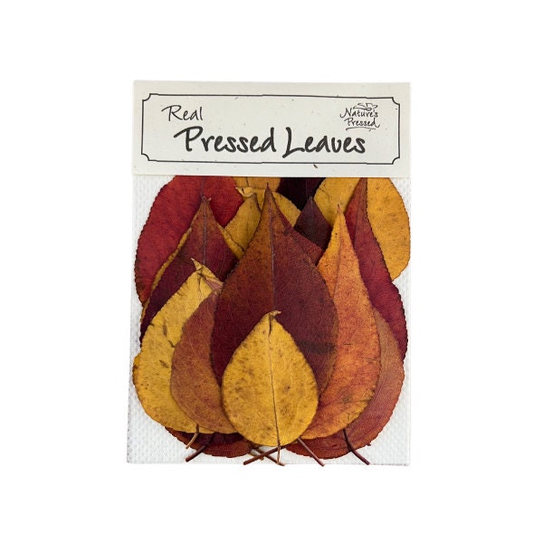 Bradford Pear 16 Leaves