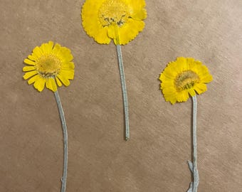 Fiori pressati commestibili - Calendule del deserto gialle, fiori selvatici con steli. 12 steli