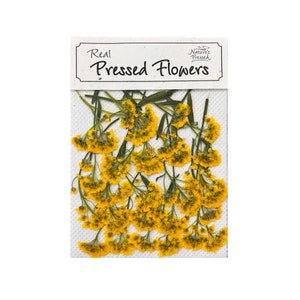Flores comestibles prensadas de aliso amarillo para pasteles y repostería. 24 unidades.