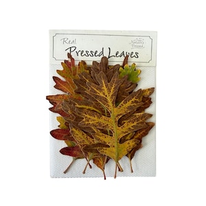 Pressed Oak Fall Large 12 Leaves